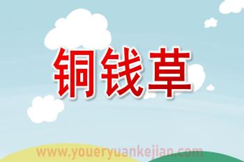 大班绘画课件PPT《铜钱草》PPT课件图片