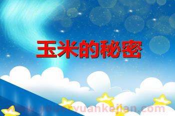 大班科学课件PPT《玉米的秘密》PPT课件图片