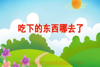大班健康说课稿课件PPT《吃下的东西哪去了》PPT课件图片