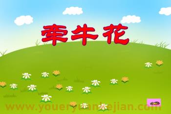 大班音乐课件PPT《牵牛花》PPT课件图片