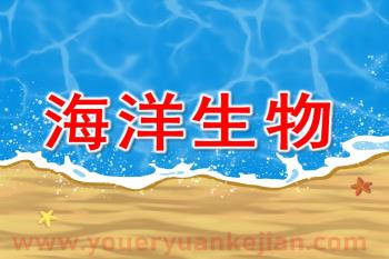 中班科学课件PPT《海洋生物》PPT课件图片