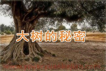 大班课件PPT《大树的秘密》PPT课件图片