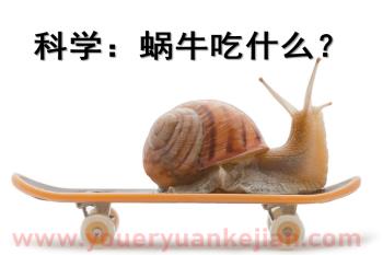 中班科学公开课课件PPT《蜗牛吃什么》PPT课件图片